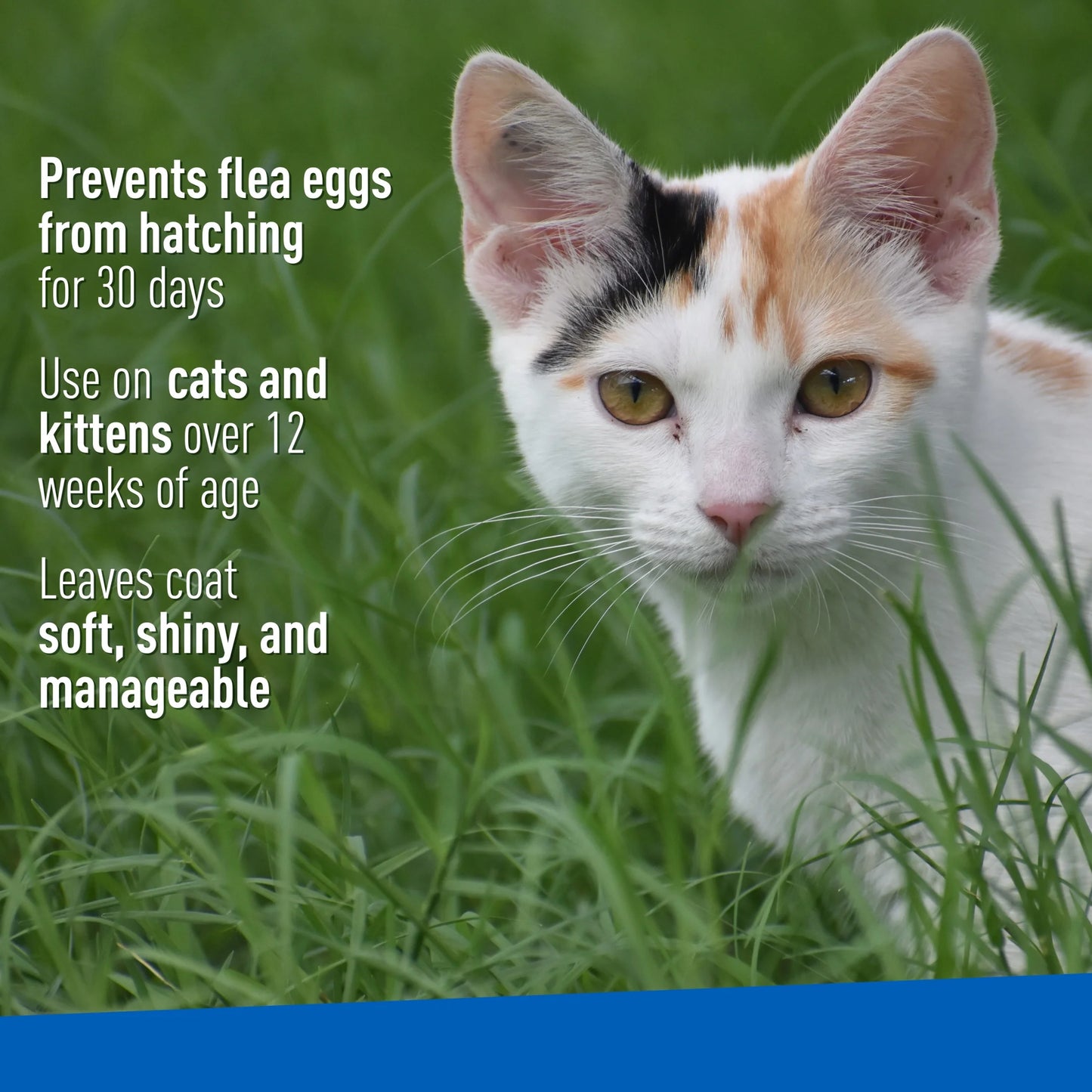 Flea & Tick Cleansing Shampoo for Cats, Flea and Tick Treatment for Cats and Kittens, Unscented, 12 Ounces