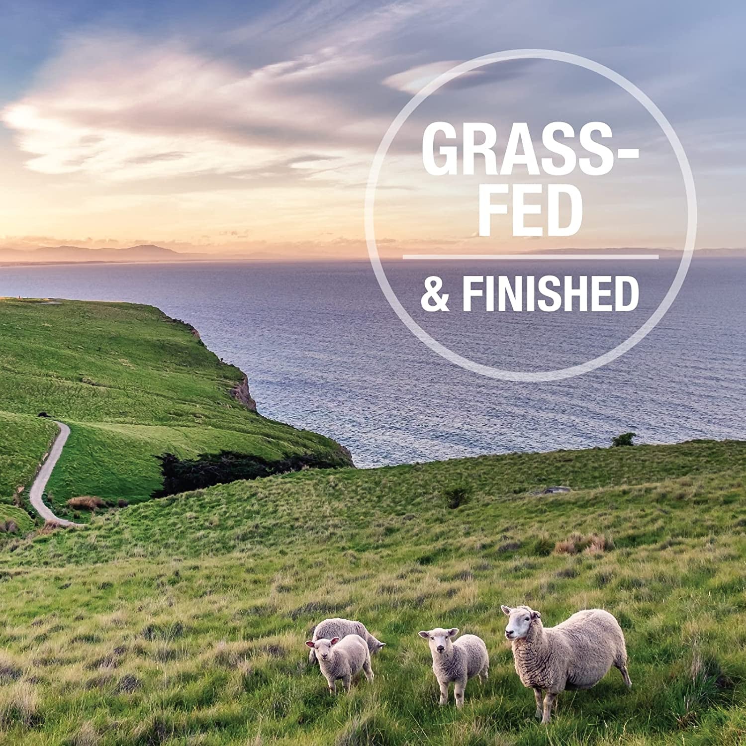 - Grain Free Freeze Dried Dog Food Topper - Lamb & Salmon, 3.5Oz